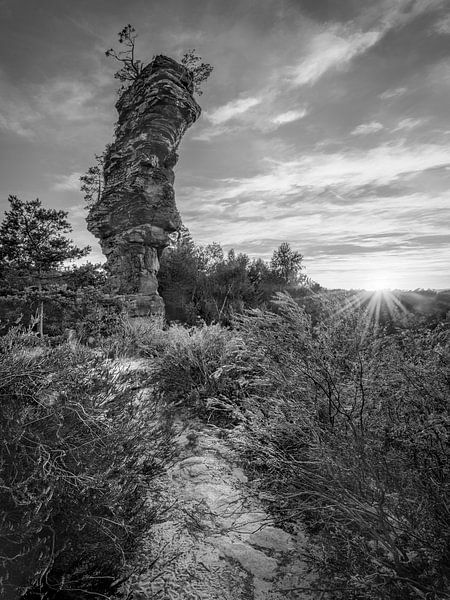 Forêt du Palatinat noir et blanc par Manfred Voss, Photographie Noir et Blanc