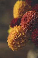 Warmes Herbstglühen