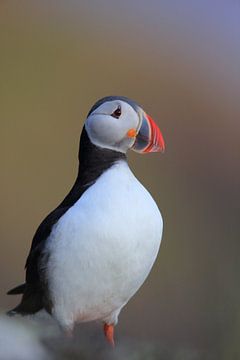 Puffins Norway by Frank Fichtmüller