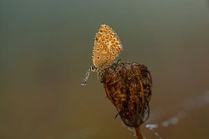 Icarusblauwtje met dauwdruppels van Marcel Versteeg