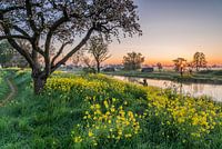 Raapzaad bij zonsopkomst in het Werk aan de Groeneweg