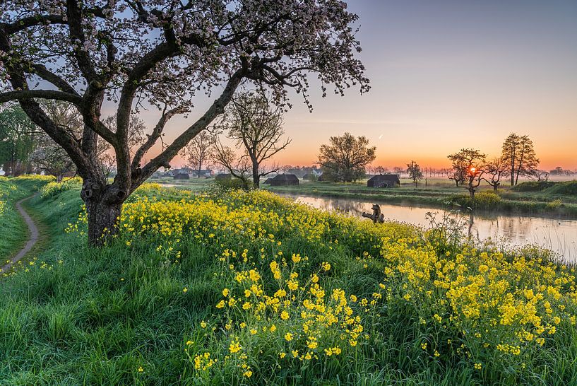 Raps bei Sonnenaufgang in Werk aan de Groeneweg von Jeroen de Jongh Fotografie