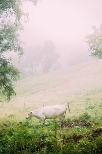 Kuh im Nebel von Patrycja Polechonska