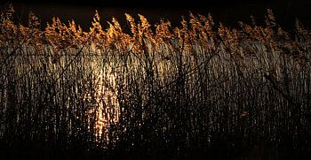 Reeds in backlight