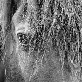 Black and white portrait eye of the fries horse by Romy Smink