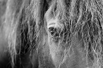Zwart wit portret oog van het fries paard van Romy Smink