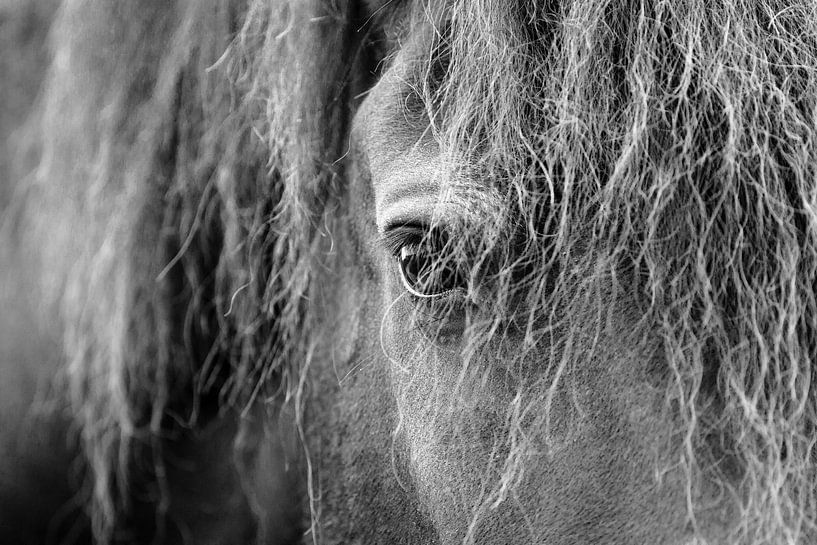 Portrait en noir et blanc de l'œil du cheval frisé par Romy Smink