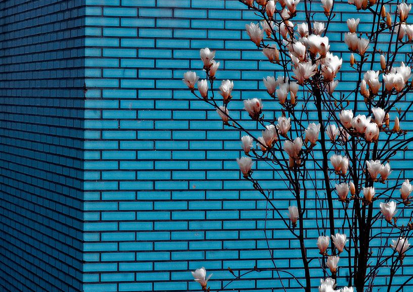 Flower wall by Michel Mees