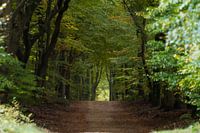 Forest walk