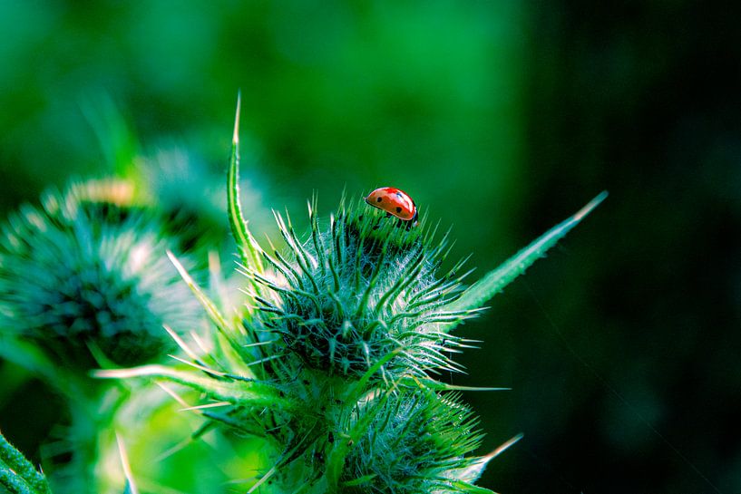 Little cap as a fakir by Michael van Eijk