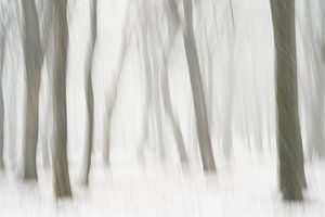 Stevige sneeuwbui in het beukenbos