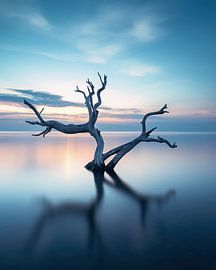 Driftwood by the sea in romantic light