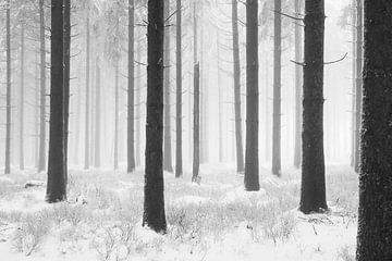 'WINTER', bomen in de mist. Zwart-wit fotografie.