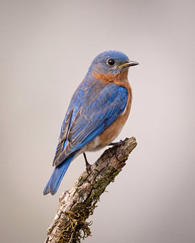 Eine Blaumeise auf einem rustikalen, moosbewachsenen Ast – detailliertes Tierporträt