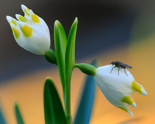 Fliege auf Märzenbecher im Abendlicht