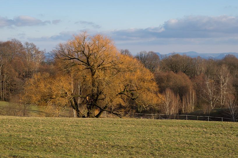 Grüne Wiese und goldbraune Zweige von Heidemuellerin