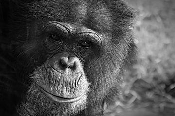 chimpansee van Mirjam van Hoek