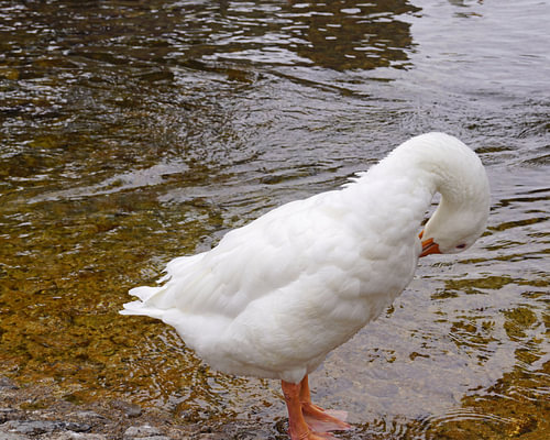 witte wilde gans