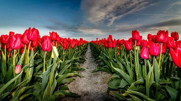 Tulpen in bloei van Jaap Terpstra