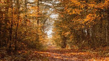 Autumn forest road with fence