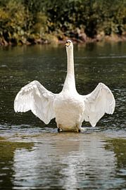 Stolzer Schwan von Anna Hense