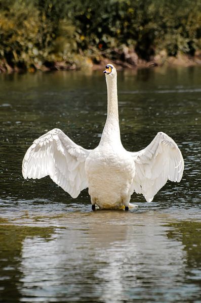 Fier cygne par Anna Hense