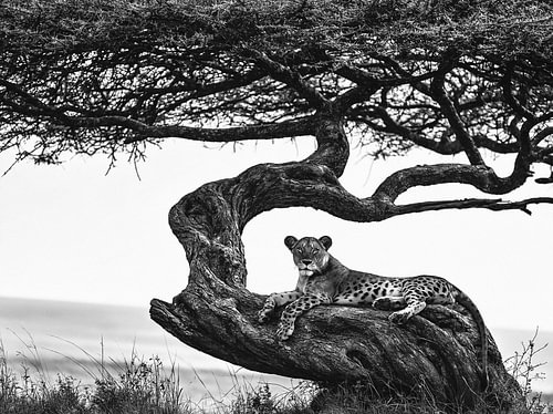 Leopard unter einem gewundenen Baum
