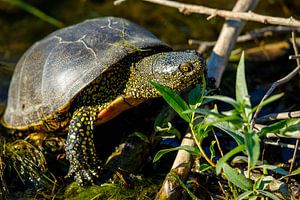 Die Europäische Sumpfschildkröte