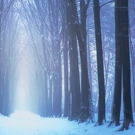 Promenade matinale en hiver sur Bram de Jong