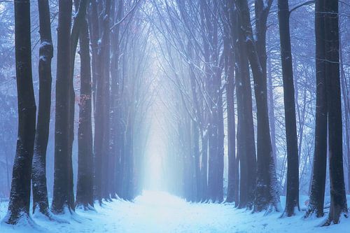 Morgenspaziergang im Winter von Bram de Jong