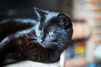 Chat noir