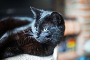 Zwarte kat van Dimitri Haeck