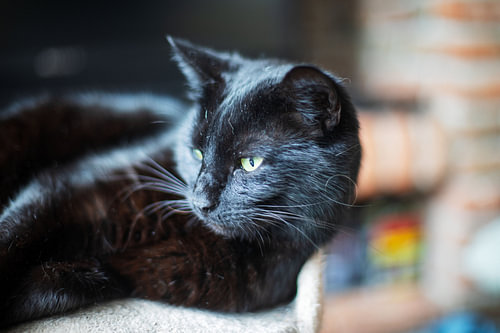 Black cat