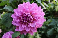 roze