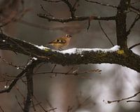 Goldcrest in winter landscape