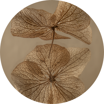 Een hortensia blaadje met spiegelbeeld in bruintinten van Marjolijn van den Berg