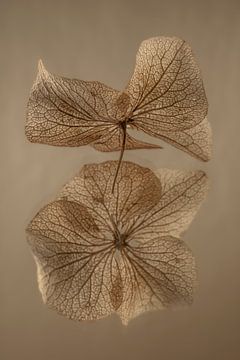 A hydrangea leaf with mirror image in shades of brown