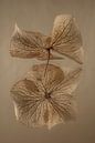 Een hortensia blaadje met spiegelbeeld in bruintinten van Marjolijn van den Berg thumbnail
