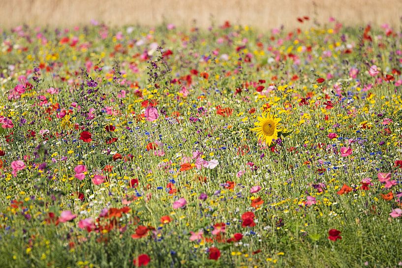 Flower Field by Pieter Wolthoorn