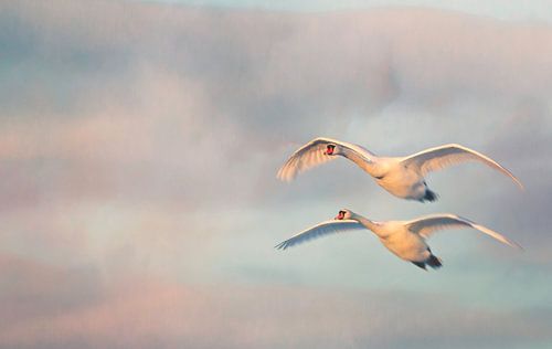 Duo de cygnes