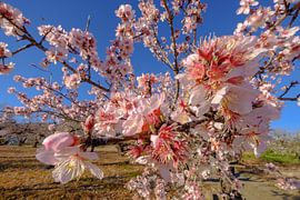 almond blossom branch by Peter Laarakker