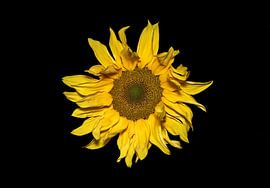 A photo of a 'wild' sunflower by Ribbi