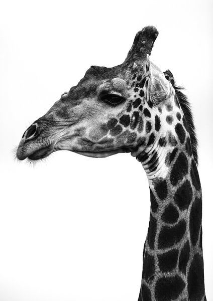 Intricate Patterns Of A Giraffe&#039;s Skin by Shot by Clint
