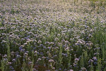bijenvriend, tufted beauty, tansy phacelia, phacelia van Karina Gebert
