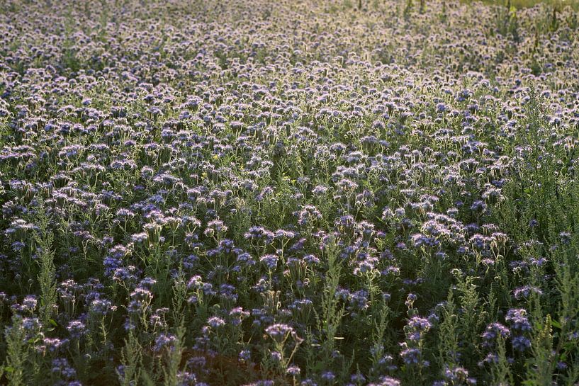 bijenvriend, tufted beauty, tansy phacelia, phacelia van Karina Gebert