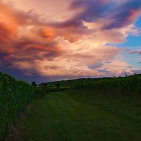 Wijnvelden in de Elzas, Frankrijk wolkenlucht tijdens zonsondergang van Discover Dutch Nature