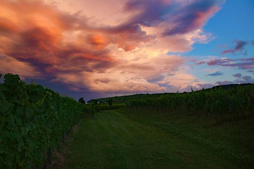 Wijnvelden in de Elzas, Frankrijk wolkenlucht tijdens zonsondergang