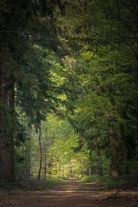 Forêt