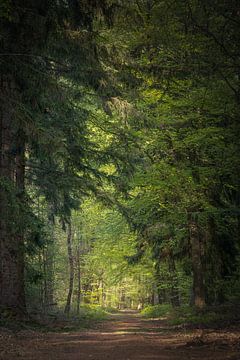 Wald von Rogier Kwikkers