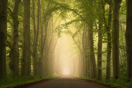 Spring Road by Jeroen Schouten